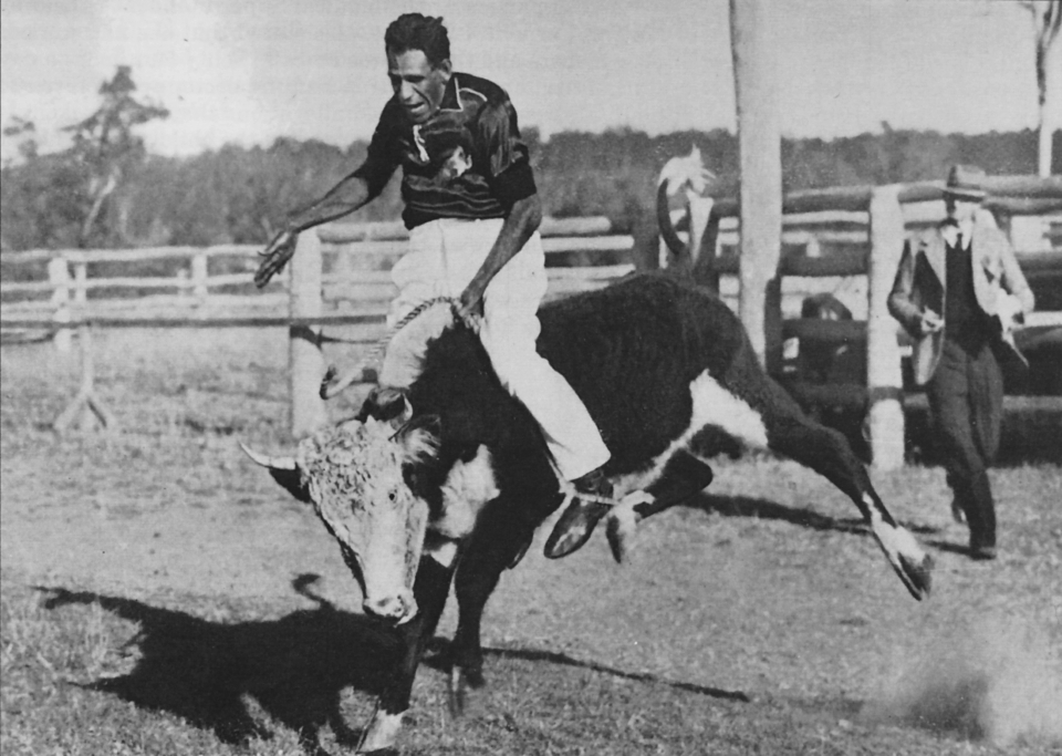Steer riding at the annual Cherbourg Show 1959